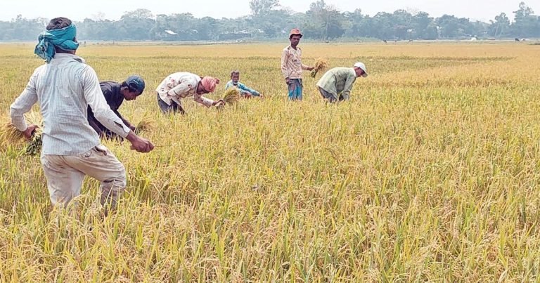 পটুয়াখালী তীব্র তাপদাহে ফসলের উৎপাদন ব্যাহতের শঙ্কা