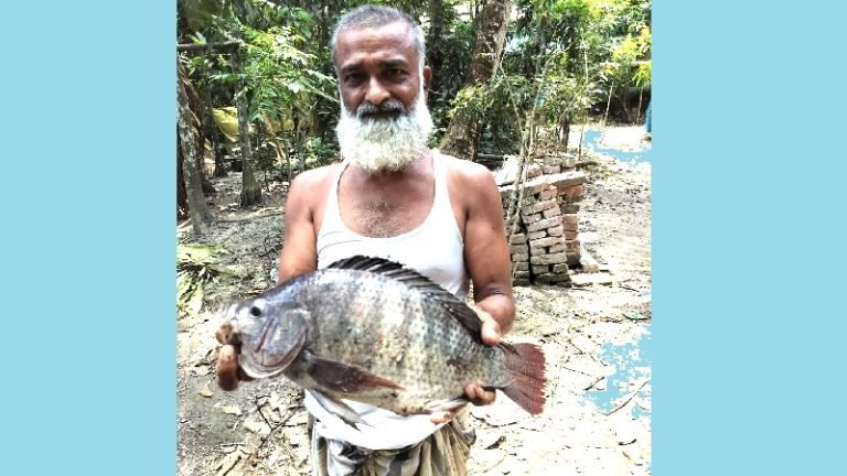 ভোলায় পুকুরে মিলল দেশীয় প্রজাতির আড়াই কেজির তেলাপিয়