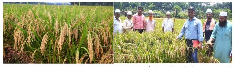 বরিশালে কৃষকের মাঝে সাড়া ফেলেছে বঙ্গবন্ধু ধান-১০০