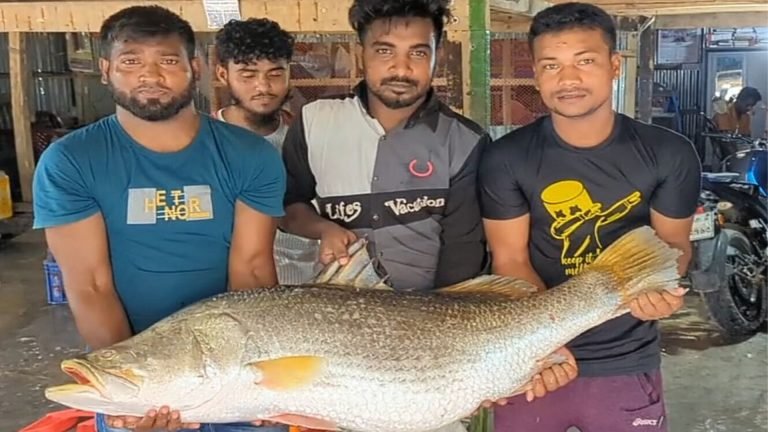 কুয়াকাটার বঙ্গোপসাগরে ধরা পড়ল বিশাল আকৃতির কোরাল মাছ