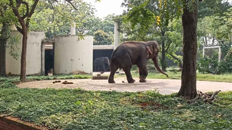 চিড়িয়াখানায় হাতির পায়ে পিষ্ট হয়ে কিশোরের মৃত্যু