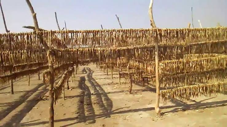 পর্যটকদের মন কাড়ছে কুয়াকাটার কীটনাশকমুক্ত শুঁটকি