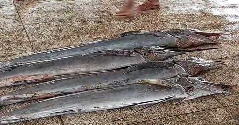 পটুয়াখালীতে জেলের জালে ধরা পড়লো ৩ মন ওজনের ৪টি পাখি মাছ