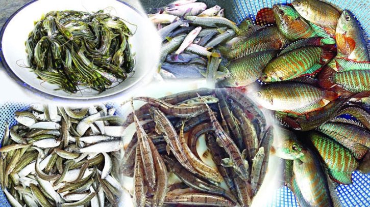 পটুয়াখালীতে দেশী প্রজাতির ছোট বড় মাছ বিলুপ্ত হতে চলছে