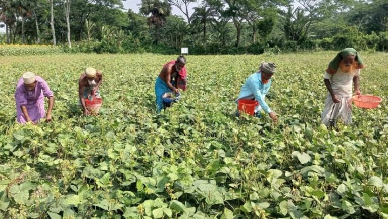 এক ফসলি জমি চার ফসলিতে রূপান্তর