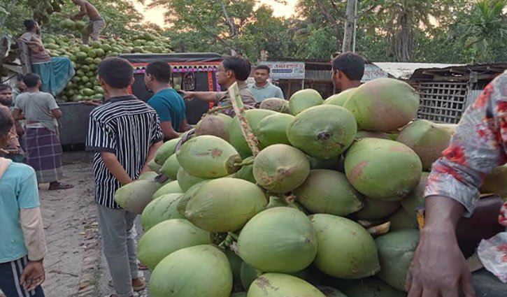 ঝালকাঠিতে গাছ থেকে ৫০ টাকায় কেনা ডাব শহরে বিক্রি হচ্ছে ১৫০ টাকায়