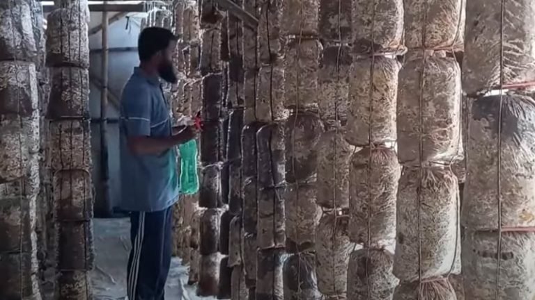 এনজিওর চাকরি ছেড়ে মাশরুম চাষে সফল পটুয়াখালীর মিলন