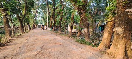 তজুমদ্দিনে রাস্তা চওড়া করার নামে কাটা হবে ৮৫৬টি গাছ