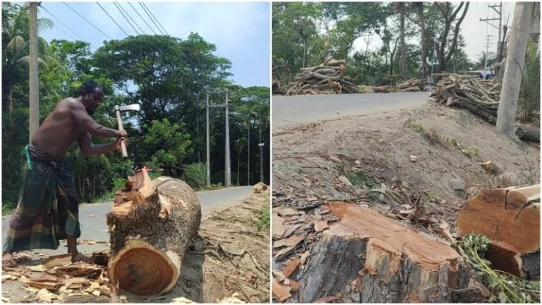 একদিকে রেকর্ড ভাঙা গরম, অন্যদিকে গাছ কাটছে বন বিভাগ