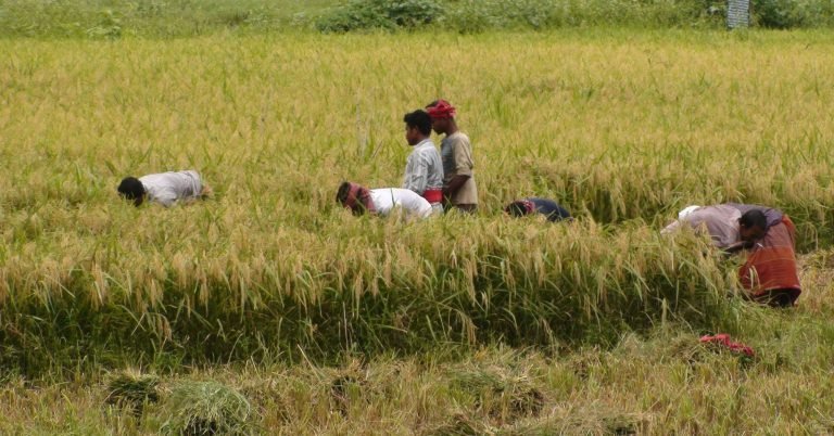বরিশালে হিটস্ট্রোকে ধান কাটা শ্রমিকের মৃত্যু