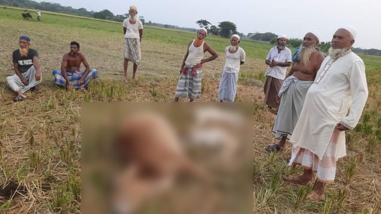 পটুয়াখালীতে বজ্রপাতে ৩ গরুর মৃত্যু