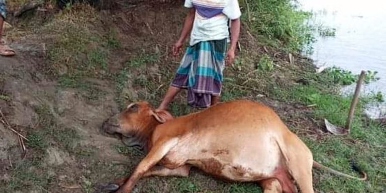 পটুয়াখালীর কলাপাড়ায় আকষ্মিক বজ্রপাতে গরুর মৃত্যু