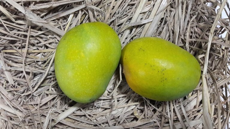 পাকা আম খাওয়ার ৫ উপকারিতা