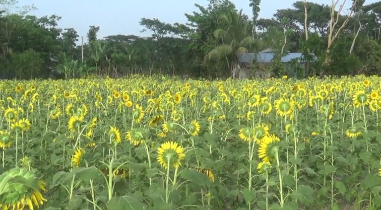 চলতি বছর পটুয়াখালীতে উৎপাদন হবে প্রায় ২০ কোটি টাকার সূর্যমুখী তেল