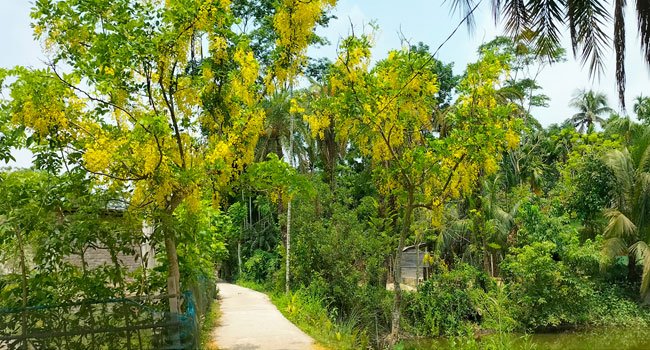 বরিশালের মুলাদীর মেঠোপথে শোভা ছড়ানো সোনাইল আজ বিলুপ্তির পথে