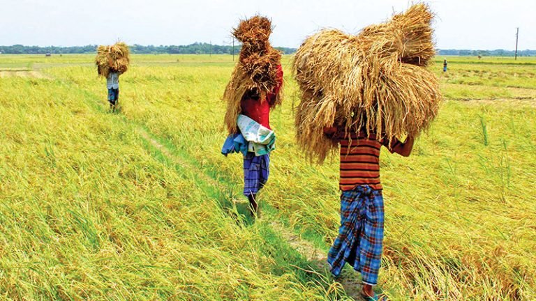 আগৈলঝাড়ায় বেশী ধান উৎপাদনে কৃষকের মুখে হাসি