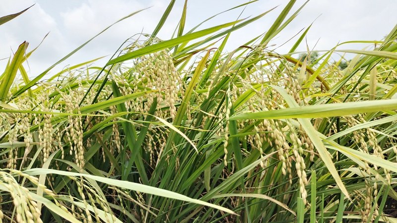 ছবি : চন্দ্রদীপ নিউজ