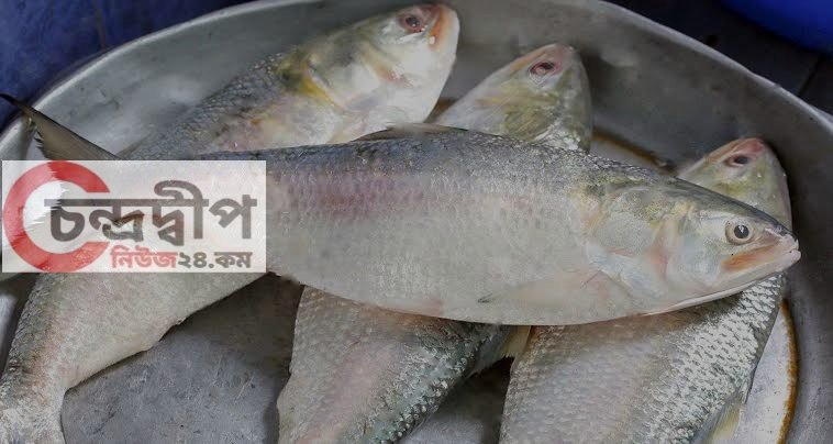 দশমিনায় দালালে জিম্মি ক্রেতাদের নাভিশ্বাস – হাত বদলেই মাছের দাম দ্বিগুণ
