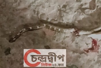 বসত ঘরে দেখা মিলল রাসেলস ভাইপার – আতঙ্কে গলাচিপাবাসী