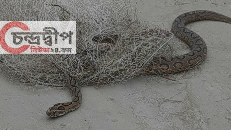 ২৪ ঘণ্টার ব্যবধানে কলাপাড়ায় ফের ধরা পড়ল রাসেলস ভাইপার