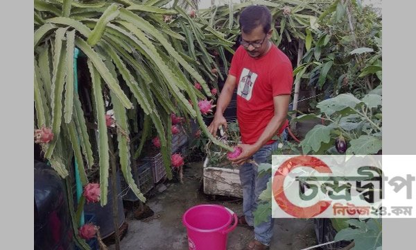 শিক্ষকতার পাশাপাশি ছাদ বাগান করে সফল পটুয়াখালীর শামীম