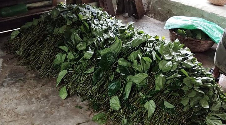 গৌরনদীতে পান বরজে দুর্বৃত্তদের হানা, ক্ষতি ২ লাখ টাকা