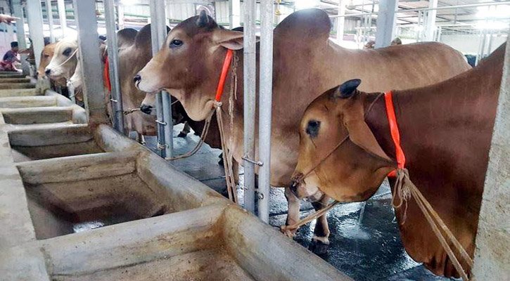 বরিশালে গরু মোটাতাজাকরণে ব্যস্ত খামারিরা