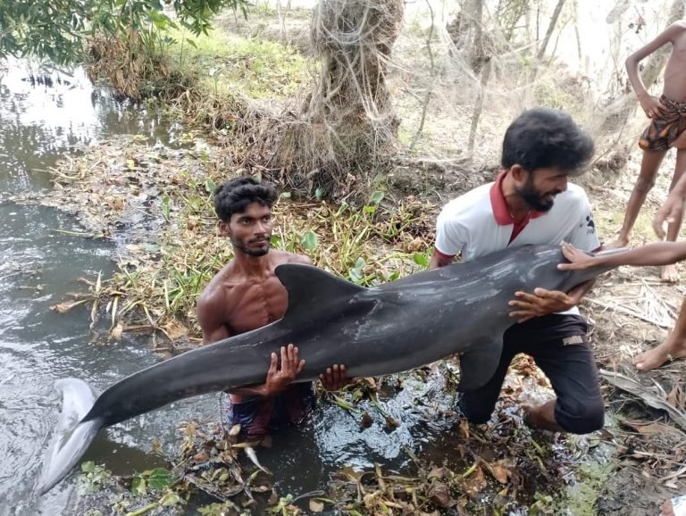 পটুয়াখালীর ডোবায় ভেসে এসেছে জীবিত ডলফিন – সাগর মোহনায় অবমুক্ত