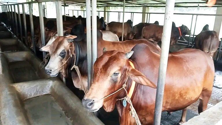 বরিশালে কোরবানির গরু কিনতে খামারে ভিড় করছেন ক্রেতারা