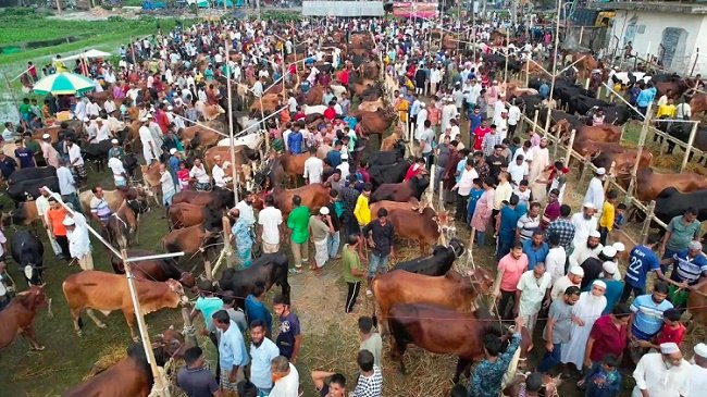 পটুয়াখালীতে শেষ দিকে জমে উঠেছে কোরবানী পশুর হাট