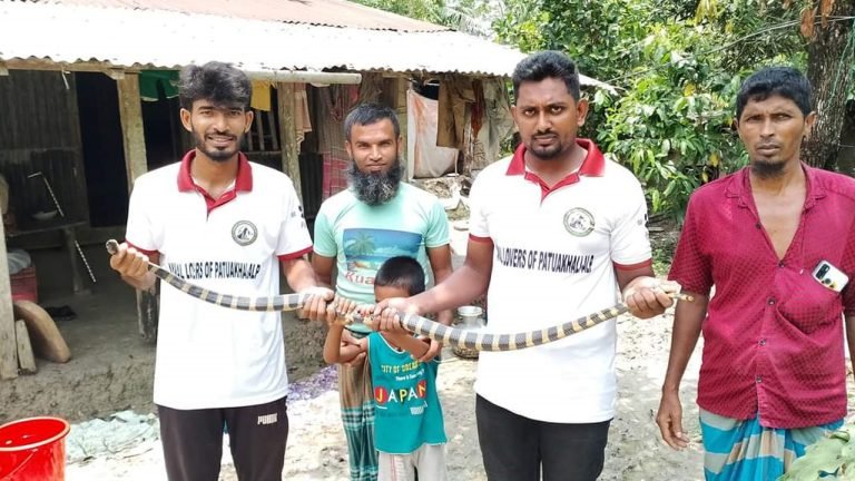 পটুয়াখালীতে বাড়ির আঙিনায় জালে আটকে গেল শঙ্খিনী সাপ