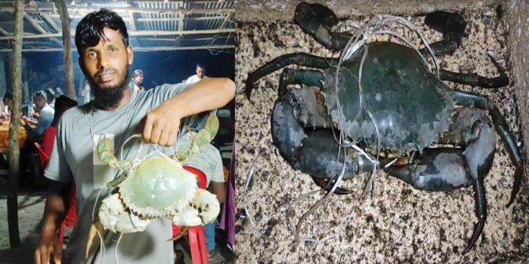 কুয়াকাটায় দেড় কেজি ওজনের কাঁকড়া, ১৫০০ টাকায় বিক্রি