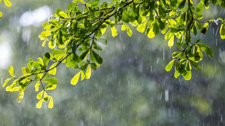 কেমন থাকবে আজ দিনের আবহাওয়া?