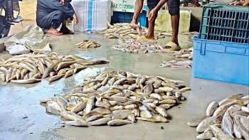 কুয়াকাটায় প্রকাশ্যে মাছ শিকার ও বিক্রি নিয়ে কোটি টাকার বাণিজ্য