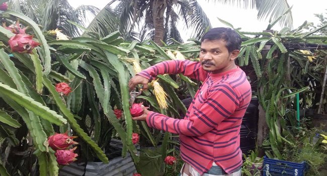শিক্ষকতার পাশাপাশি ছাদ বাগান করে সফল শামীম