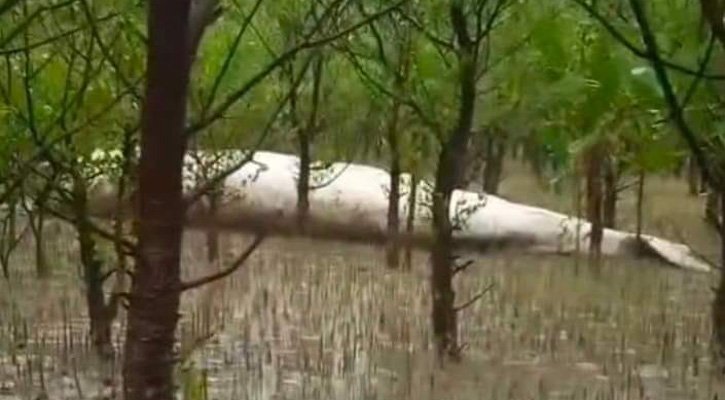বরগুনায় জোয়ারের পানিতে ভেসে এলো মৃত ‘তিমি