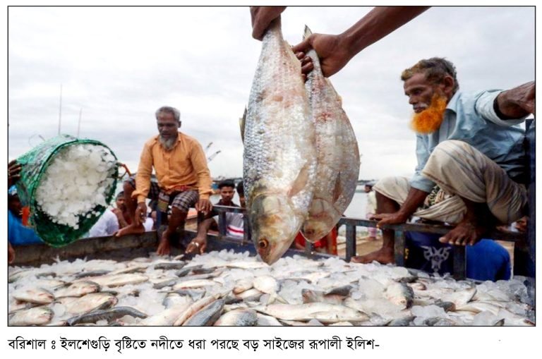 বরিশালের নদ-নদীতে ধরা পরছে বড় সাইজের ইলিশ
