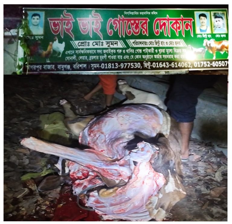 বরিশালে বিক্রির জন্য মরা গরু জবাই মাংস উদ্ধার