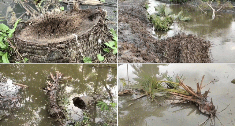 রাস্তা সংস্কারে চেয়ারম্যানের নির্দেশে কাটা হলো ৩৫টি গাছ