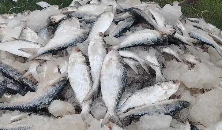 পটুয়াখালীতে ৮২ মণ লইট্যা ও ইলিশ মাছ জব্দ