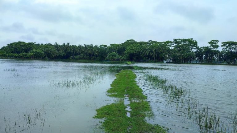 পটুয়াখালী সরকারি খালে অবৈধ বাঁধ, ৩ গ্রামের ৭শ একর জমি পানিবন্দি
