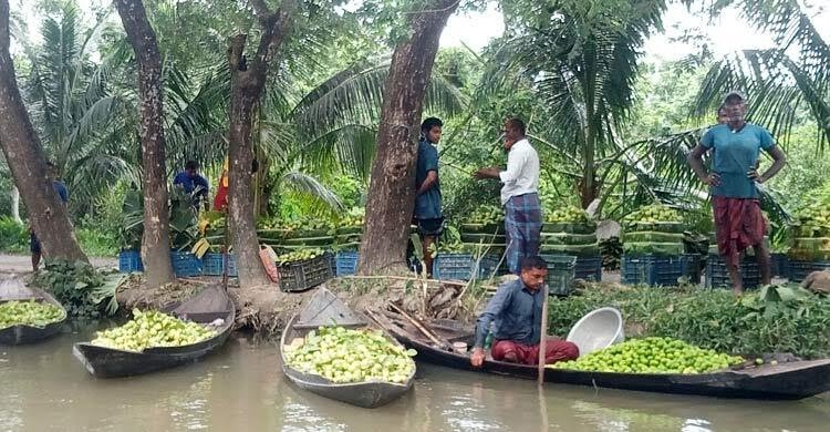 ঝালকাঠিতে হতাশ পেয়ারাচাষিরা