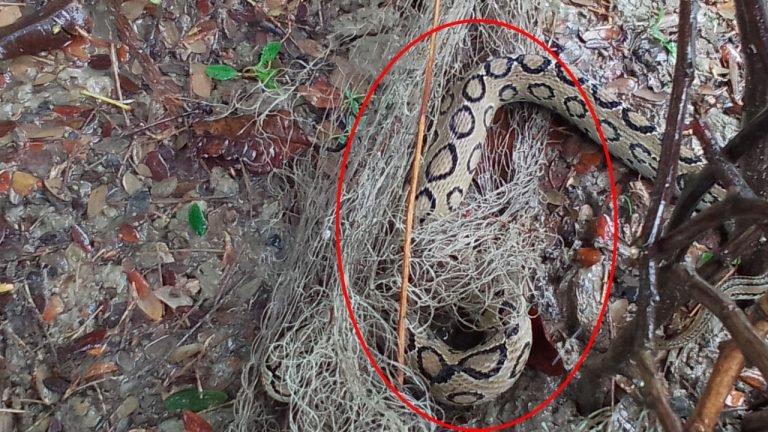 কলাপাড়ায় কৃষকের জালে ধরা পড়ল ভয়ংকর রাসেলস ভাইপার