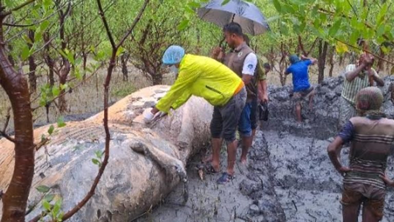 বরগুনায় ভেসে আসা সেই তিমিটি মাটিচাপা দিয়েছে বনবিভাগ