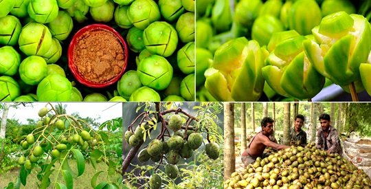 পুষ্টিগুণে টইটম্বুর-ভিটামিনে ভরপুর, ভেষজগুণও যথেষ্ট