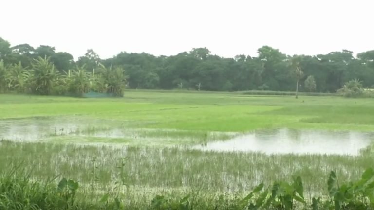 টানা বৃষ্টিতে পটুয়াখালীতে আমনের বীজতলা নষ্ট