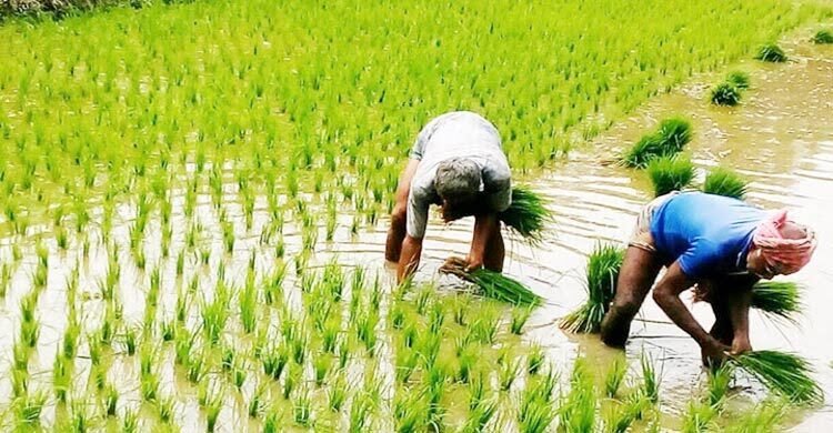 ঝালকাঠিতে আমন চাষে ব্যস্ত কৃষক, বীজ সংকটের শঙ্কা