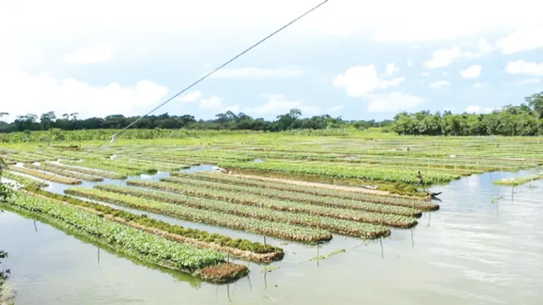 নেছারাবাদে ভাসমান সবজির চাষ বাড়ছে