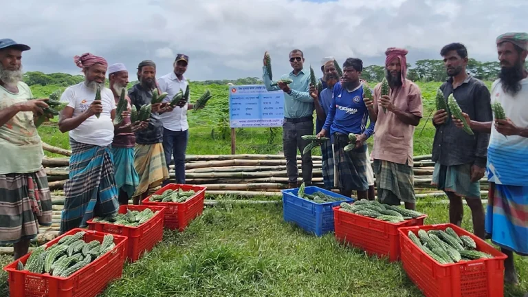 পটুয়াখালীতে করলার বাম্পার ফলনেও ক্ষতির মুখে কৃষক