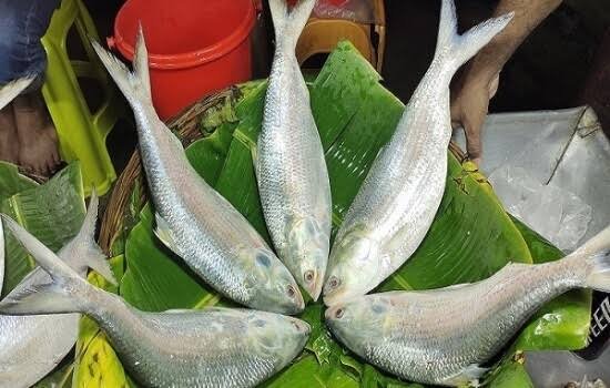 ভরা মৌসুমেও পটুয়াখালীতে ইলিশের দাম চড়া